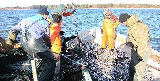 miten kotitalouden ruokakorilla voi vaikuttaa_Ilkka Sammalkorpi